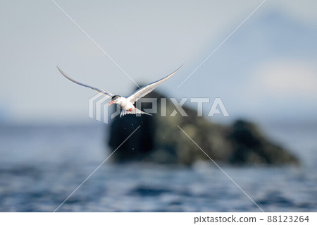 Antarctic tern flies past rocks with fish Antarctic tern flies past rocks with fish 88123264