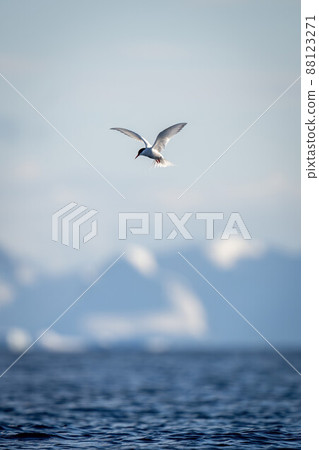 Antarctic tern flies over sea by mountains Antarctic tern flies over sea by mountains 88123271
