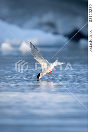 Antarctic tern dives for fish in sea 88123280