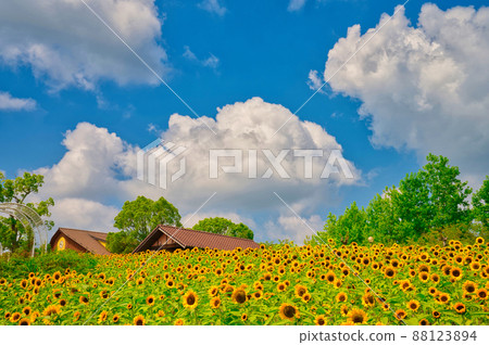 [大阪] 8月·藍天下，豐收山上盛開的向日葵 88123894