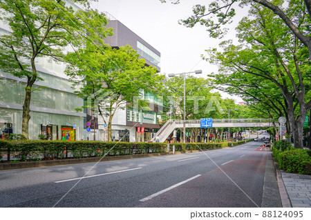 A row of fresh green zelkova trees in Harajuku Omotesando (Tani-ku, Tokyo) A row of fresh green zelkova trees in Harajuku Omotesando (Tani-ku, Tokyo) 88124095