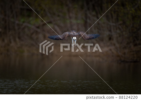 Osprey diving in May in Hokkaido. Osprey diving in May in Hokkaido. 88124220