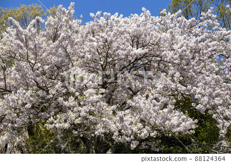 Full of cherry blossoms Full of cherry blossoms 88124364