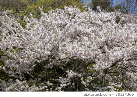 Sakura Bloom Sakura Bloom 88124369