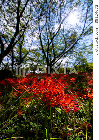 Cluster amaryllis 88124672