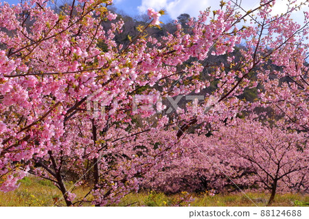 靜岡縣加茂郡松崎町雲見 生長在斜坡上的早花河津櫻花 88124688
