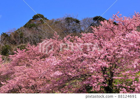 Kumomi, Matsuzaki-cho, Kamo-gun, Shizuoka Prefecture Early-blooming Kawazu cherry blossoms that grow on the slopes Kumomi, Matsuzaki-cho, Kamo-gun, Shizuoka Prefecture Early-blooming Kawazu cherry blossoms that grow on the slopes 88124691