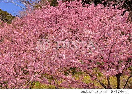 Kumomi, Matsuzaki-cho, Kamo-gun, Shizuoka Prefecture Early-blooming Kawazu cherry blossoms that grow on the slopes Kumomi, Matsuzaki-cho, Kamo-gun, Shizuoka Prefecture Early-blooming Kawazu cherry blossoms that grow on the slopes 88124693