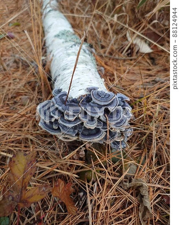 Mushrooms growing on a fallen birch tree 88124944