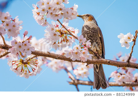 鳥兒來到櫻花 鳥兒來到櫻花 88124999