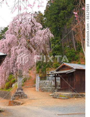 青梅市白乾寺 垂枝櫻花 青梅市白乾寺 垂枝櫻花 88125083