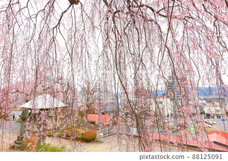 青梅市白乾寺 垂枝櫻花 88125091