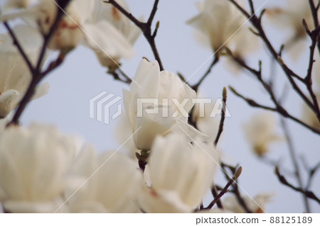 Shiraki lotus flower 88125189