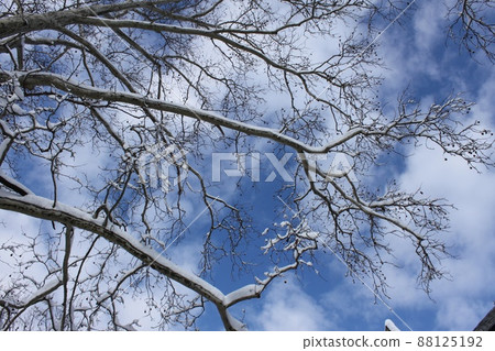 Princeton University winter landscape 88125192