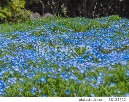 久寶寺綠地公園 久寶寺綠地公園 88125212