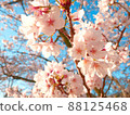 Aozora and Yoshino cherry tree 88125468