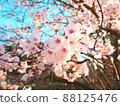 Aozora and Yoshino cherry tree 88125476