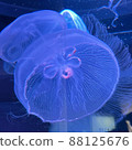 Aquarium jellyfish 88125676