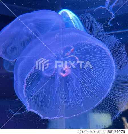 水族館水母 88125676