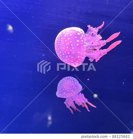 可愛的章魚水母 88125681