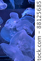 Lots of jellyfish 88125685