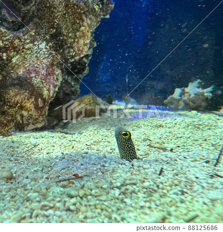 Thinngago打造一張臉 88125686