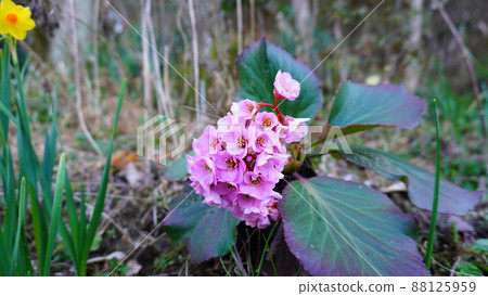 Himalayan Saxifrages (Pergenia) Himalayan Saxifrages (Pergenia) 88125959