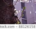 Cherry Blossoms Cherry Blossoms 88126158
