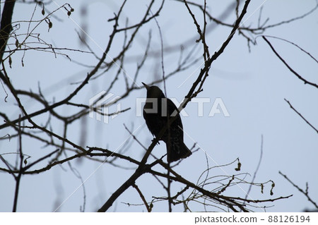 有鳥的冬天小樹林 有鳥的冬天小樹林 88126194