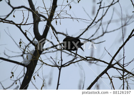 有鳥的冬天小樹林 88126197