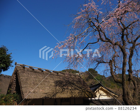Japanese house and weeping cherry blossom 88126234