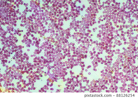 Human blood microscope image 88126254