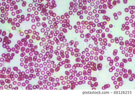 Human blood microscope image 88126255