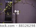 Cherry Blossoms Cherry Blossoms 88126298