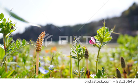 馬尾草和野豌豆 馬尾草和野豌豆 88126649
