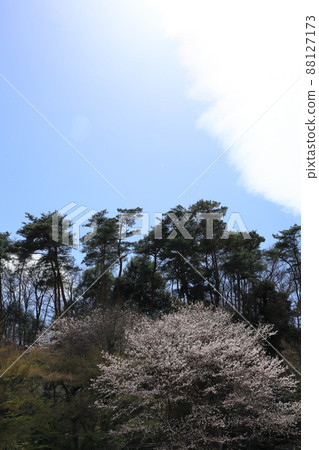 櫻花和藍天 櫻花和藍天 88127173