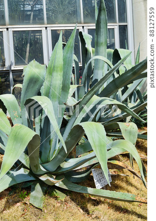 Aonoryu Zetsuran of Ichikawa City Ornamental Botanical Garden (Omachi Park, Ichikawa City, Chiba Prefecture) 88127559