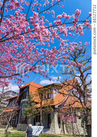 Spring Culture Path Futaba Museum, Okanzakura in full bloom <Nagoya City, Aichi Prefecture> Spring Culture Path Futaba Museum, Okanzakura in full bloom <Nagoya City, Aichi Prefecture> 88127712