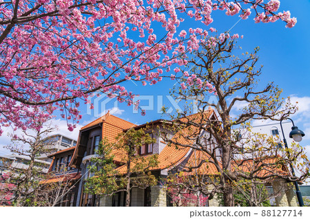 Spring Culture Path Futaba Museum, Okanzakura in full bloom <Nagoya City, Aichi Prefecture> Spring Culture Path Futaba Museum, Okanzakura in full bloom <Nagoya City, Aichi Prefecture> 88127714