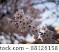 黃昏出現的櫻花 88128158