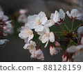 黃昏出現的櫻花 88128159