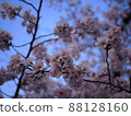 櫻花在黃昏中搖曳 88128160