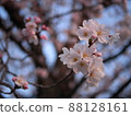 櫻花在黃昏中搖曳 88128161