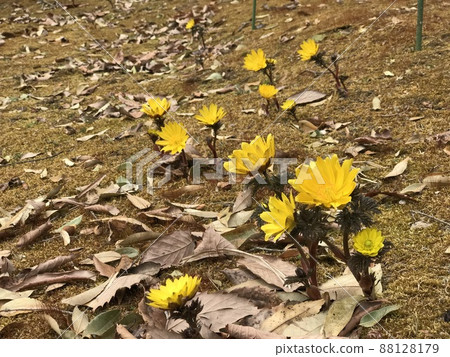 A small Adonis ramosa that heralds the arrival of spring 88128179
