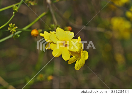 Yellow winter jasmine flower (spring, March) 88128484