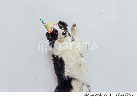 Happy Birthday party concept. Funny cute puppy dog border collie wearing birthday silly hat isolated on white background. Pet dog on Birthday day 88128502