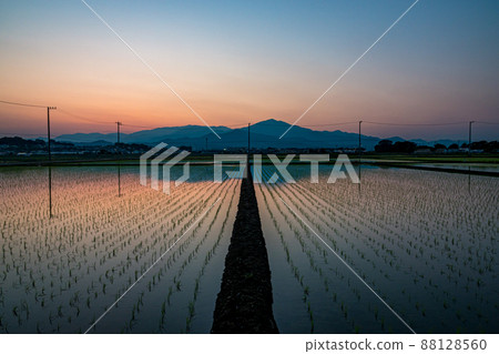 初夏稻田 初夏稻田 88128560