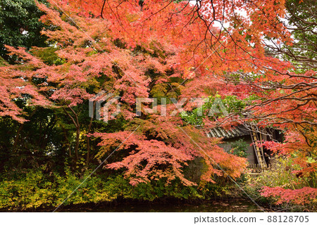 伏太寺的秋葉 88128705