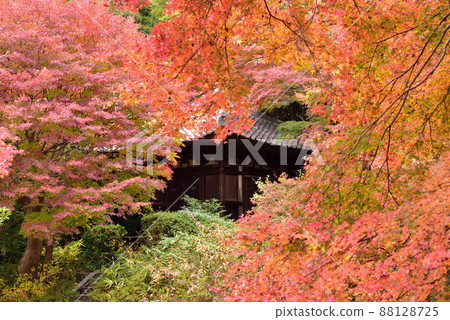 Autumn leaves of Futai-ji Temple Autumn leaves of Futai-ji Temple 88128725
