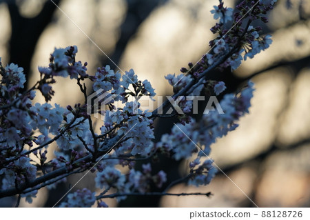 Late March 2022 Cherry blossom scenery Late March 2022 Cherry blossom scenery 88128726